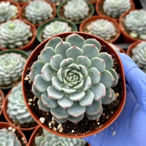 Echeveria Minima Live Succulent Plant - Blue-Green Rosettes, 4 Inch Pot - Indoor Houseplant - Image 2