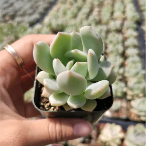 Echeveria 'Moonglow' Succulent Live Plant - 2 Inch Pot for Indoor & Outdoor Decor - Image 2