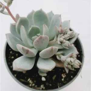 Echeveria 'Moonglow' Succulent Live Plant - 2 Inch Pot for Indoor & Outdoor Decor - Image 3