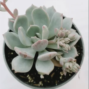 Echeveria 'Moonglow' Succulent Live Plant - 2 Inch Pot for Indoor & Outdoor Decor - Image 4