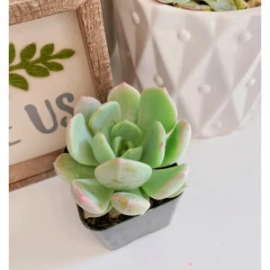 Echeveria 'Moonglow' Succulent Live Plant - 2 Inch Pot for Indoor & Outdoor Decor - Image 5