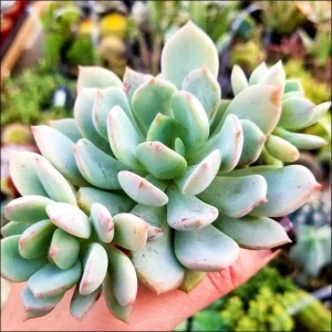 Echeveria 'Moonglow' Succulent Live Plant - 2 Inch Pot for Indoor & Outdoor Decor - Image 6