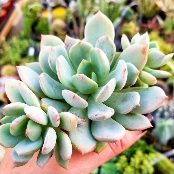 Echeveria 'Moonglow' Succulent Live Plant - 2 Inch Pot for Indoor & Outdoor Decor - Image 6