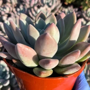 Echeveria Opalina Live Succulent Plant - Pink Hues, Low Maintenance - Image 2