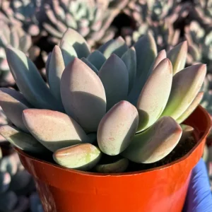 Echeveria Opalina Live Succulent Plant - Pink Hues, Low Maintenance - Image 3