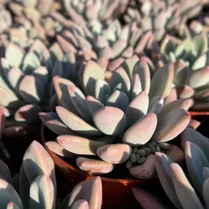 Echeveria Opalina Live Succulent Plant - Pink Hues, Low Maintenance - Image 4