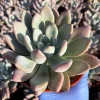 Echeveria Opalina Live Succulent Plant - Pink Hues, Low Maintenance - Image 1