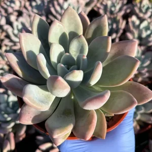 Echeveria Opalina Live Succulent Plant - Pink Hues, Low Maintenance - Image 1