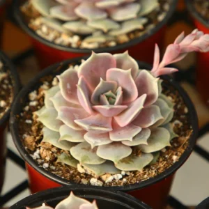 Echeveria Pink Lola Succulent Live Plant - Rare Pink Echeveria in 4 Inch Pot - Image 2