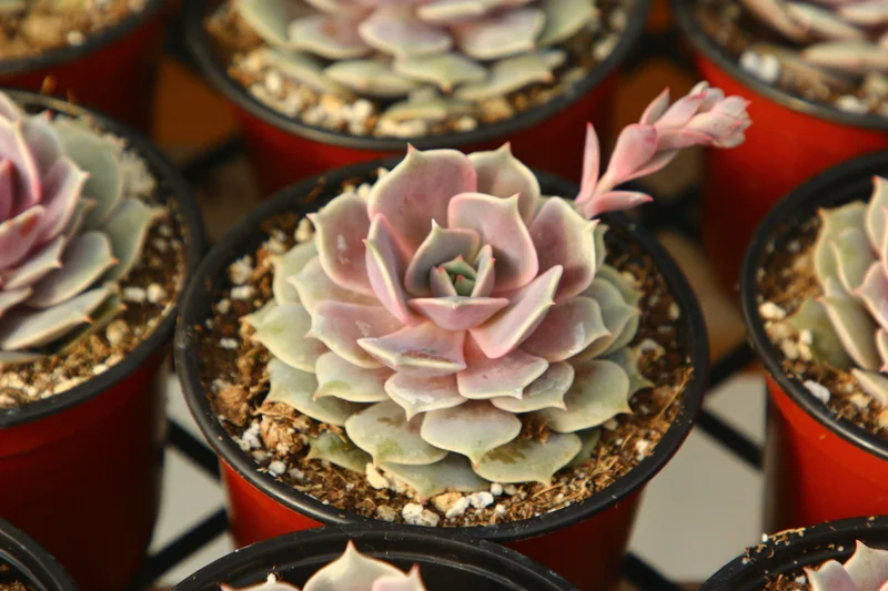 Echeveria Pink Lola Succulent Live Plant - Rare Pink Echeveria in 4 Inch Pot - Image 2
