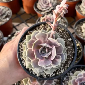Echeveria Pink Lola Succulent Live Plant - Rare Pink Echeveria in 4 Inch Pot - Image 3