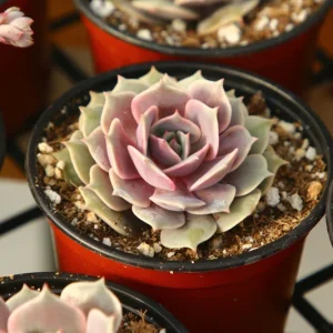 Echeveria Pink Lola Succulent Live Plant - Rare Pink Echeveria in 4 Inch Pot - Image 1