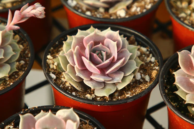 Echeveria Pink Lola Succulent Live Plant - Rare Pink Echeveria in 4 Inch Pot - Image 1
