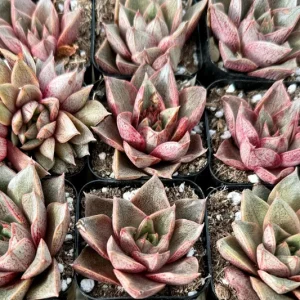 Echeveria Purpusorum Live Succulent Plant – 2.5 inch Pot – Indoor/Outdoor - Image 2