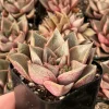 Echeveria Purpusorum Live Succulent Plant – 2.5 inch Pot – Indoor/Outdoor - Image 1