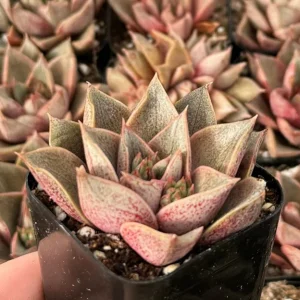 Echeveria Purpusorum Live Succulent Plant – 2.5 inch Pot – Indoor/Outdoor - Image 1