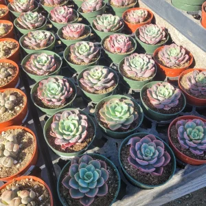 Echeveria Rain Drop Live Plant – 4 Inch Potted Succulent – Indoor/Outdoor - Image 2