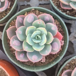 Echeveria Rain Drop Live Plant – 4 Inch Potted Succulent – Indoor/Outdoor - Image 3