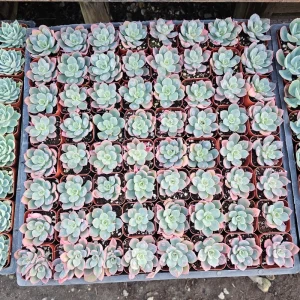 Echeveria Rain Drop Live Plant – 4 Inch Potted Succulent – Indoor/Outdoor - Image 4
