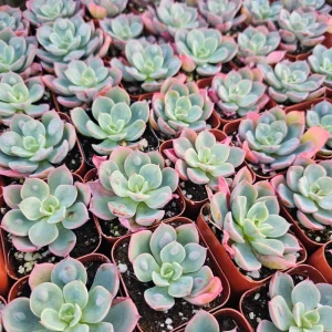 Echeveria Rain Drop Live Plant – 4 Inch Potted Succulent – Indoor/Outdoor - Image 7