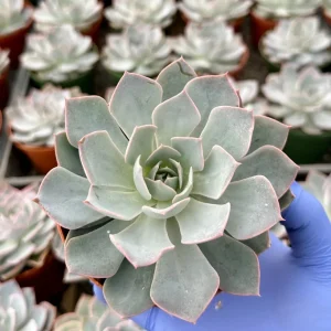 Echeveria Subsessilis Morning Beauty Live Succulent Plant 4 Inch Pot Blue - Image 2