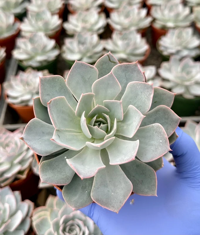Echeveria Subsessilis Morning Beauty Live Succulent Plant 4 Inch Pot Blue - Image 2