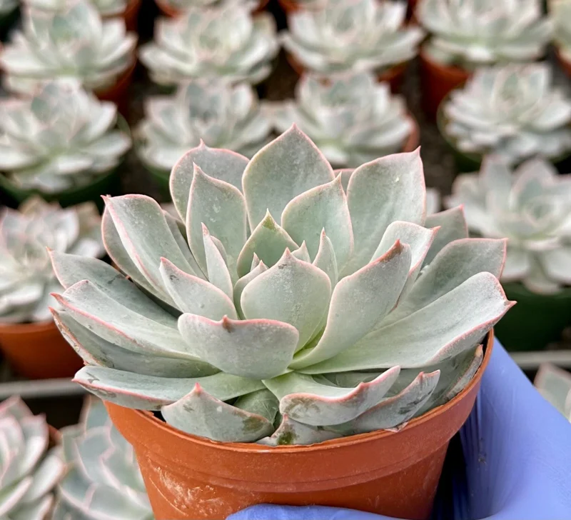 Echeveria Subsessilis Morning Beauty Live Succulent Plant 4 Inch Pot Blue - Image 1