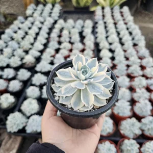 Echeveria Subsessilis Variegated Succulent Live Plant – Colorful Rosette – 4in Pot - Image 3