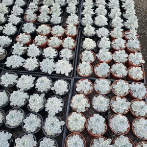 Echeveria Subsessilis Variegated Succulent Live Plant – Colorful Rosette – 4in Pot - Image 4