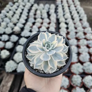 Echeveria Subsessilis Variegated Succulent Live Plant – Colorful Rosette – 4in Pot - Image 5
