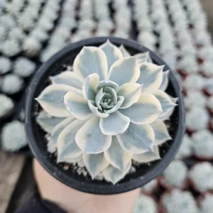 Echeveria Subsessilis Variegated Succulent Live Plant – Colorful Rosette – 4in Pot - Image 6