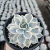 Echeveria Subsessilis Variegated Succulent Live Plant – Colorful Rosette – 4in Pot - Image 1