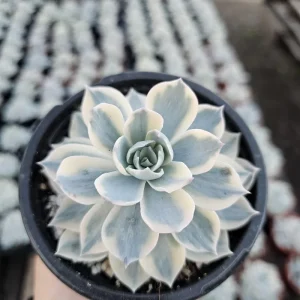 Echeveria Subsessilis Variegated Succulent Live Plant – Colorful Rosette – 4in Pot - Image 1