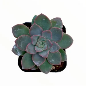 Echeveria Succulent Live Plant 2 Inch – Indoor/Outdoor Home & Office Decor - Image 2