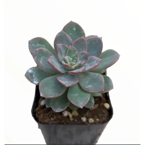Echeveria Succulent Live Plant 2 Inch – Indoor/Outdoor Home & Office Decor - Image 1