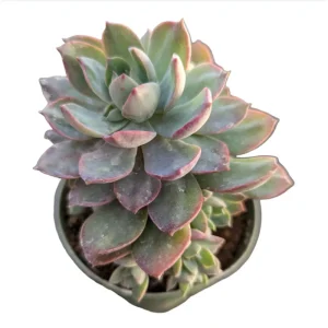 Echeveria Succulent Live Plant 2 Inch – Indoor/Outdoor Home & Office Decor - Image 3