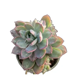 Echeveria Succulent Live Plant 2 Inch – Indoor/Outdoor Home & Office Decor - Image 4