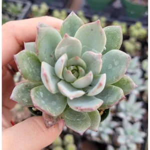 Echeveria Succulent Live Plant 2 Inch – Indoor/Outdoor Home & Office Decor - Image 5