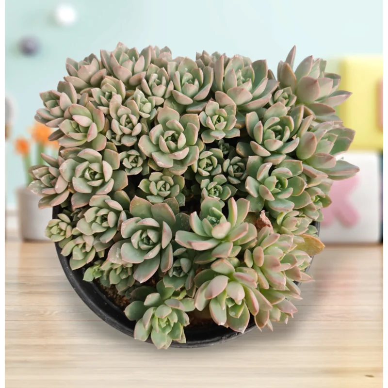 Echeveria Succulent Live Plant 2 Inch – Indoor/Outdoor Home & Office Decor - Image 6