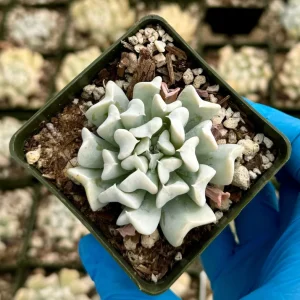 Echeveria Topsy Turvy Succulent Live Plant - Blue, 2 Inch Pot - Image 2