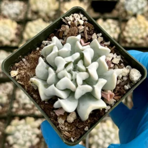 Echeveria Topsy Turvy Succulent Live Plant - Blue, 2 Inch Pot - Image 3