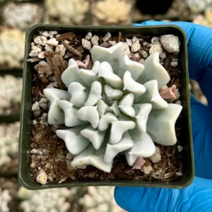 Echeveria Topsy Turvy Succulent Live Plant - Blue, 2 Inch Pot - Image 4