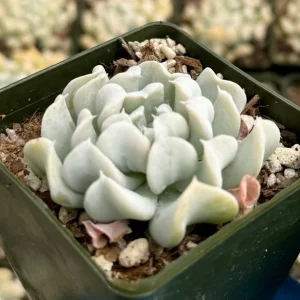 Echeveria Topsy Turvy Succulent Live Plant - Blue, 2 Inch Pot - Image 1