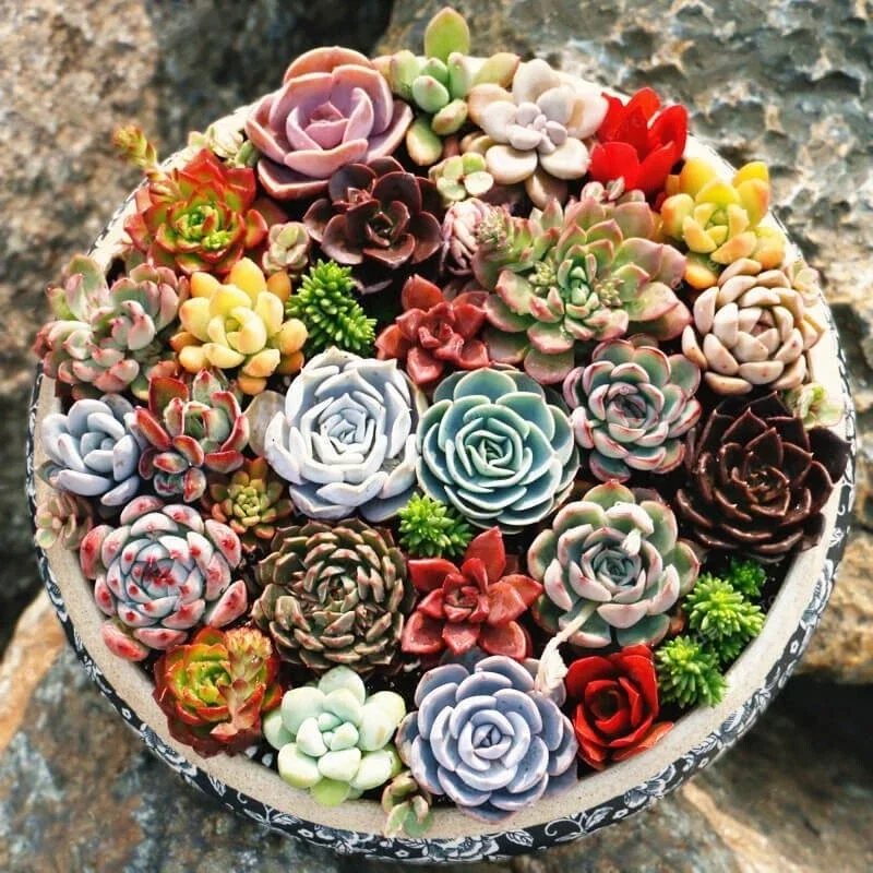 Echeveria Variety Mix Seeds - Exotic Succulent Flowering Plant Seeds - 100+ Seeds - Image 2