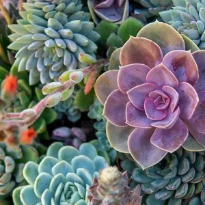 Echeveria Variety Mix Seeds - Exotic Succulent Flowering Plant Seeds - 100+ Seeds - Image 3