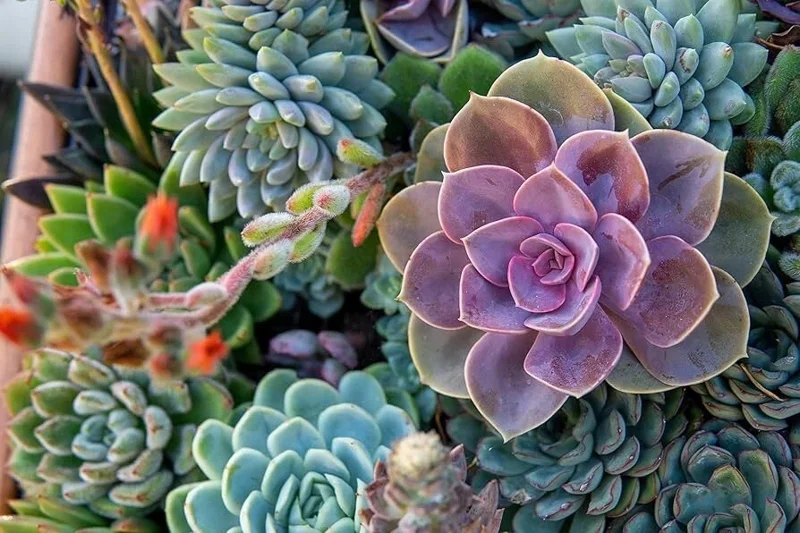 Echeveria Variety Mix Seeds - Exotic Succulent Flowering Plant Seeds - 100+ Seeds - Image 3