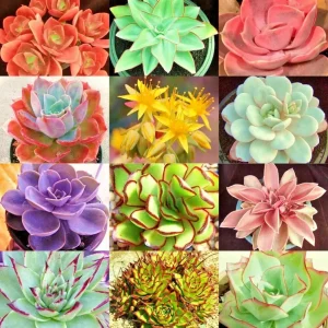 Echeveria Variety Mix Seeds - Exotic Succulent Flowering Plant Seeds - 100+ Seeds - Image 1