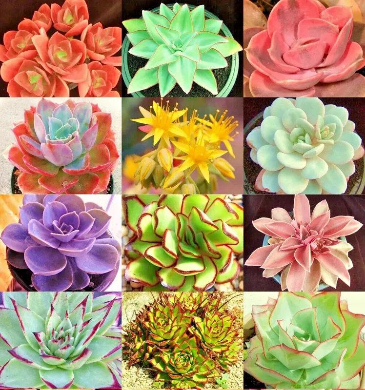 Echeveria Variety Mix Seeds - Exotic Succulent Flowering Plant Seeds - 100+ Seeds - Image 1