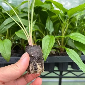 Echinacea Live Plant Plugs - Coneflower Starter Plants - Hardy Perennial Flowers for Outdoor Garden, USDA Zones 3-9 - Image 10