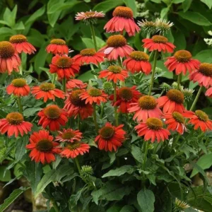 Echinacea Live Plant Plugs - Coneflower Starter Plants - Hardy Perennial Flowers for Outdoor Garden, USDA Zones 3-9 - Image 2